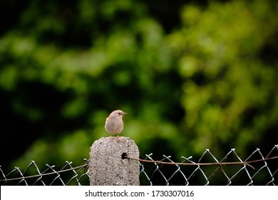 Young Hedge Sparrow, Resting On A Concrete Pole, In A Domestic Garden