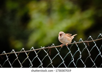 Young Hedge Sparrow, Resting On A Concrete Pole, In A Domestic Garden, Shouting And Whistling