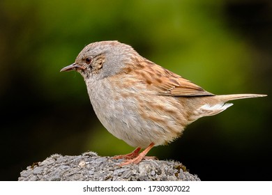 Young Hedge Sparrow, Resting On A Concrete Pole, In A Domestic Garden