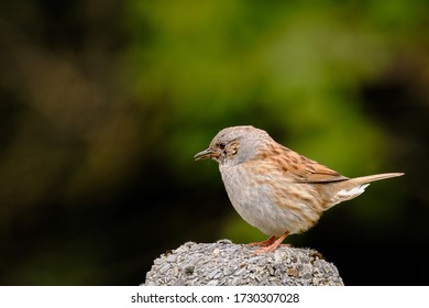 Young Hedge Sparrow, Resting On A Concrete Pole, In A Domestic Garden