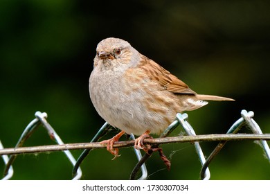 Young Hedge Sparrow, Resting On An Old Metal Fence, In A Domestic Garden