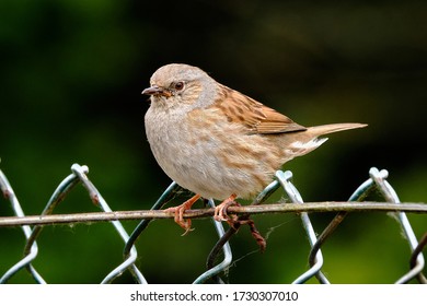 Young Hedge Sparrow, Sitting On An Old Vintage Fence, In A Domestic Garden, Waiting To Mate