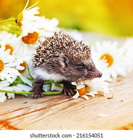Young hedgehog with daisy flower/ selective focus 