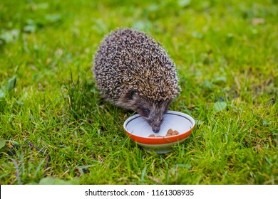 Young hedgehog eating cat food.Hedgehog and a plate on green grass. Native, wild, european hedgehog on a warm day in Spring. Horizontal, landscape. Hedgehog facing right. Erinaceus europaeus - Powered by Shutterstock