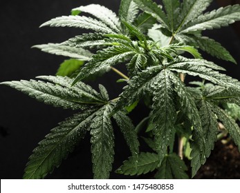 Young hemp plant. Green wet leaves. close-up.