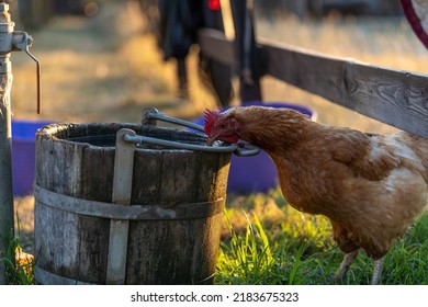 Young Hen Drinking Water From Wooden Pot On Ground, Birds Posing In Fresh Grass At Free Range Yard, Red Comb On Head, Summertime. Horizontal Orientation, Countryside, Sunset, Slovakia, Europe