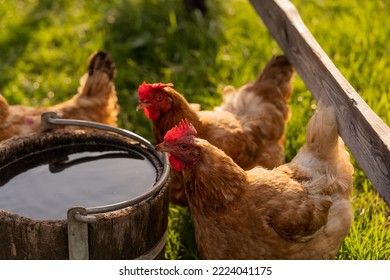 Young Hen Drinking Water From Wooden Pot On Ground, Birds Posing In Fresh Grass At Free Range Yard, Red Comb On Head, Summertime. Horizontal Orientation, Countryside, Sunset, Slovakia, Europe