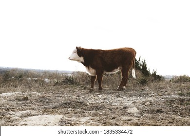 Young Hereford Cow In Winter Field On Farm, Isolated On Sky Background.