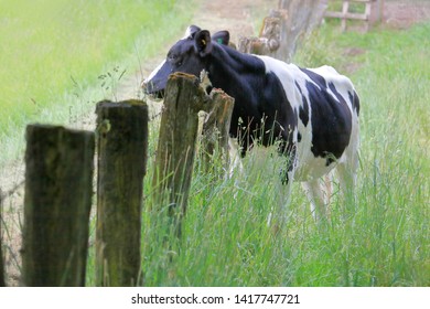 A young Hereford dairy cow stands in the meadow peering over an old wooden fence wondering if the grass is greener on the other side. 