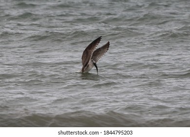 Young Herring Gull Just Catching A Fish On The Chesapeake Bay