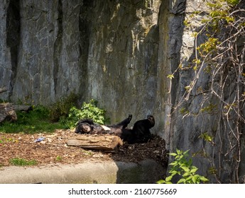 A young, lazy  himalayan black bear (Ursus thibetanus) lying in his lair, in the zoological garden in Wroclaw, Poland.