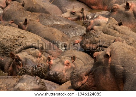 Similar – Foto Bild Viele überfüllte Schweine in einem Bauernhof.