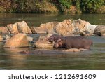 A young hippo and its mother resting on rocks in the Shire river in Majete Wildlife Reserve in Malawi.