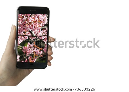 Young hipster using smart phone taking photo of bird with blooming wild Himalayan Cherry or Sakura Thai isolated on white background. 
