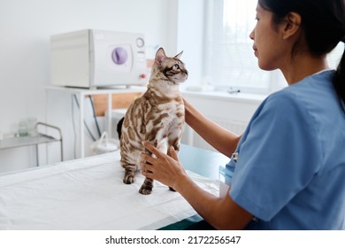 Young Hispanic Woman Working In Modern Vet Clinic Standing In Exam Room Examining Beautiful Bengal Cat