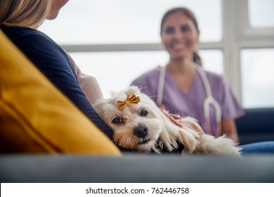 Young Hispanic Woman Working As Veterinary, Vet Talking To Dog Owner On House Call. Animal Doctor During Visit Of Ill Pet At Home.