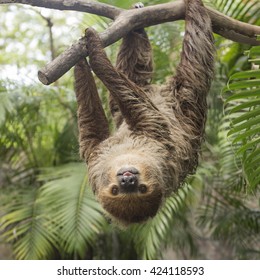 Young Hoffmann's two-toed sloth (Choloepus hoffmanni) on the tree