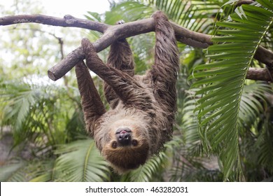 Young Hoffmann's two-toed sloth (Choloepus hoffmanni) on the tree