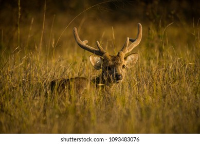 Young Hog Deer 