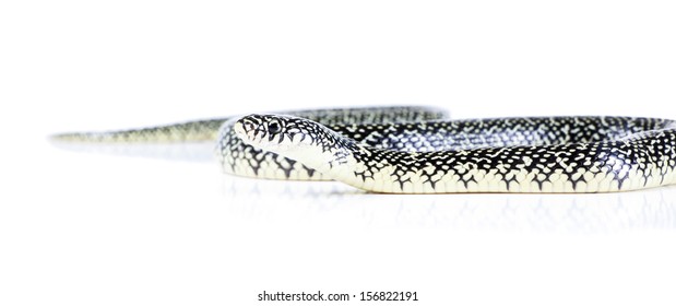 Young  Holbrooki Speckled King Snake   In Profile On A White Background