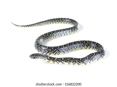 Young  Holbrooki Speckled King Snake  On A White Background