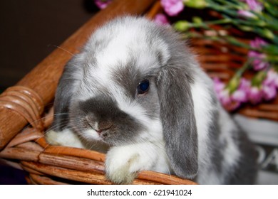 tiny bunnies
