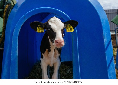 1,305 Box calf Images, Stock Photos & Vectors | Shutterstock