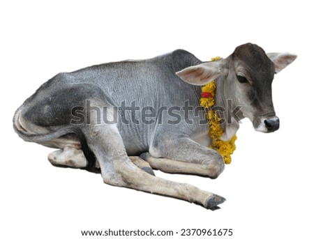 Young holy cow isolated on white background