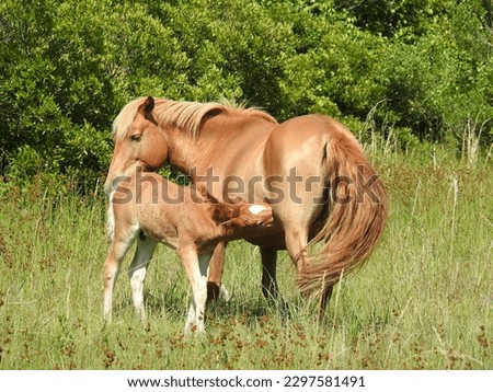 A young horse feeding on its mothers milk on Assateague Island, Worcester County, Maryland.