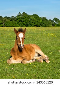 Young Horse Foal Sitting in Green Field