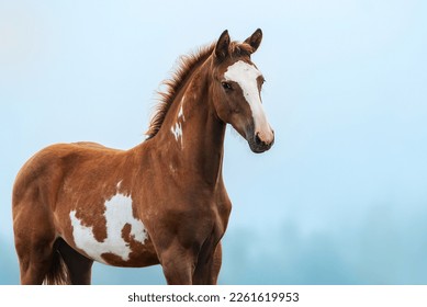 Young horse in a foggy morning - Powered by Shutterstock