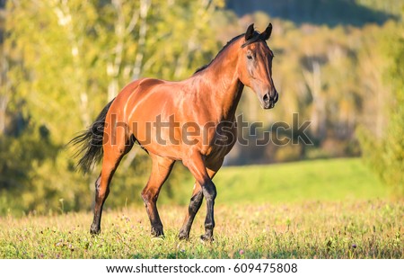 Young horse on grass field