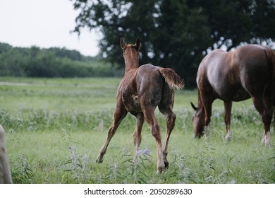 Young Horse Running Through Rain Weather During Summer In Shallow Depth Of Field.