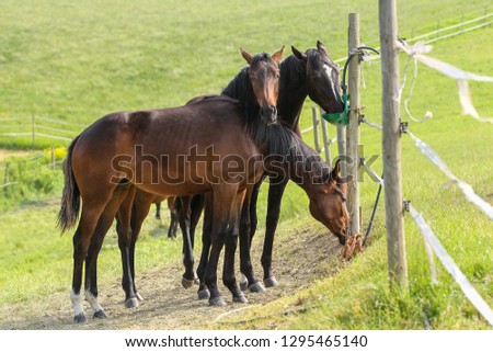 Similar – Foto Bild Zaungast Freizeit & Hobby