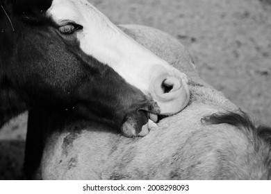 Young Horses Playful Behavior With Bite Close Up In Black And White On Farm.