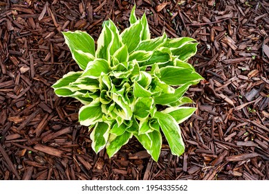 Young Hosta Plant Growing Surrounded By Brown Chip Wood Mulch Early Spring. Soil, Fertilize, Bag, Landscape, Landscaping