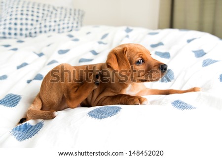 Young Hound mix Puppy Scratching on  Bed