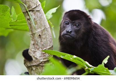 Young Howler Monkey In Costa Rica