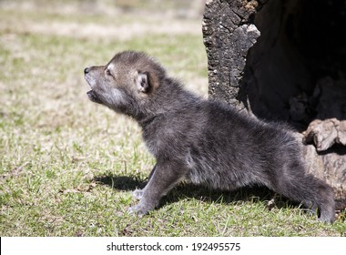 Young, howling gray wolf, or timber wolf profile.  Springtime
