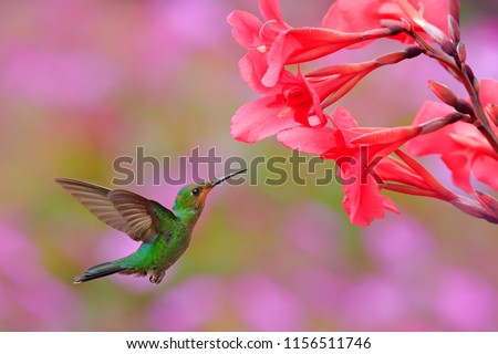 Young Hummingbird Green-crowned Brilliant, Heliodoxa jacula, green bird from Costa Rica flying next to beautiful red flower with pink bloom background. Wildlife scene from tropic nature.