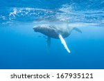 A young Humpback whale (Megaptera novaeangliae) swims at the surface of the Caribbean Sea, near where it was born. The calf will soon migrate north with its mother to feeding grounds off New England.