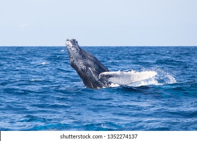 A young Humpback whale, Megaptera novaeangliae, breaches out of the blue waters of the Caribbean Sea. - Shutterstock ID 1352274137