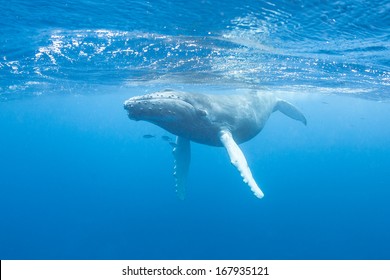 A young Humpback whale (Megaptera novaeangliae) swims at the surface of the Caribbean Sea, near where it was born. The calf will soon migrate north with its mother to feeding grounds off New England.