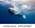 Young Humpback Whale swims very close by underwater