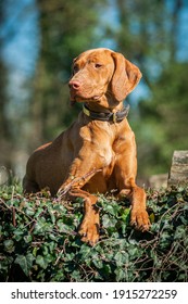 Young Hungarian Vizsla Dog portrait. Waist up portrait, young dog with collar outside