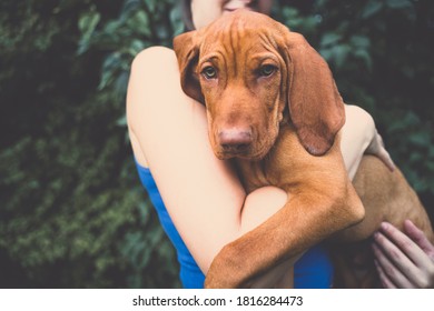 A young hungarian Vizsla puppy in a girls hands. A girl holding a little brown dog in her hands.