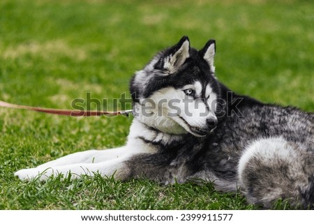 The young husky dog resting on the grass
