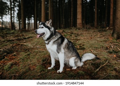 Young Husky Mix In The Forest 