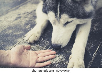 Young Husky Siberian Dog Sniffing At Human Hands