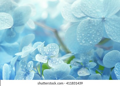 A young Hydrangea flower after a spring shower, inside a larger bloom and with light coming in between thee flowers. Extremely shallow depth of field for dreamy feel.